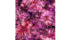 Punta Soft Print - Explosion, Cyclam