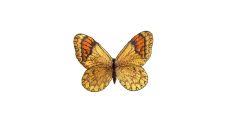 Nášivka motýl, nažehlovací, žlutá